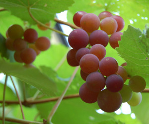 Winogrona na wino z winogron